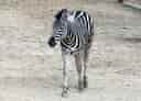 動物図鑑・チャップマンシマウマの写真 25